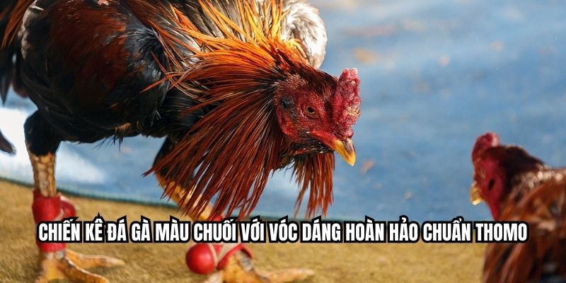 Chiến kê đá gà màu chuối với vóc dáng hoàn hảo chuẩn Thomo