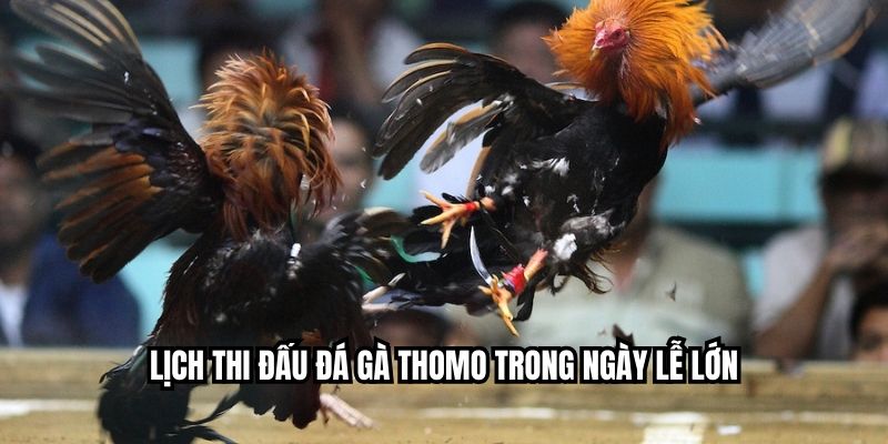 Lịch thi đấu đá gà Thomo trong ngày lễ lớn